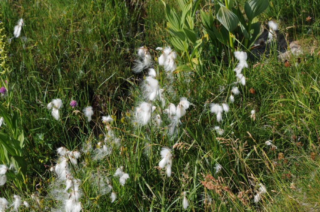 Eriophorum angustifolium